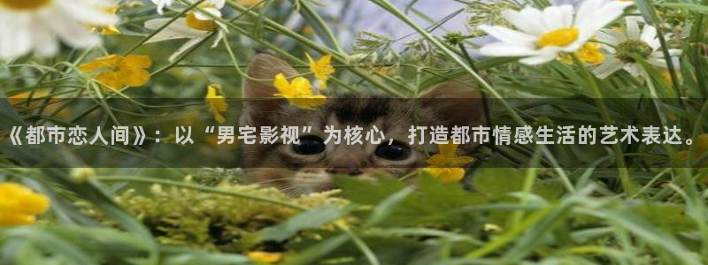 樱花视频高清免费看电视剧