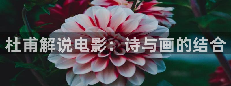 我为卿狂樱花影视：杜甫解说电影：诗与画的结合